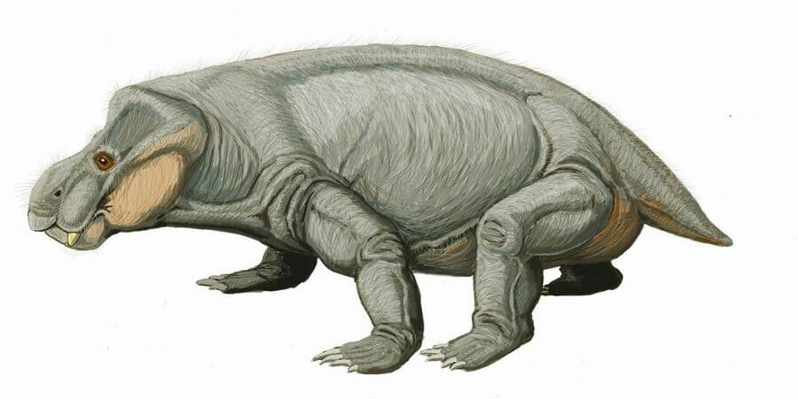 Restoration of Kannemeyeria