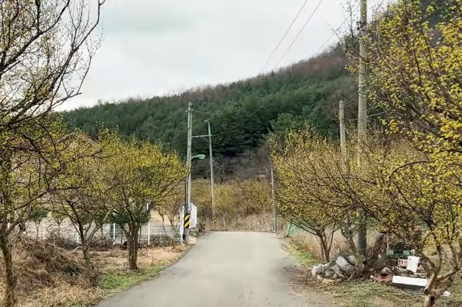 봄 여행지 추천 - 산수유 명소&amp;#44; 3월 여행하기 좋은곳