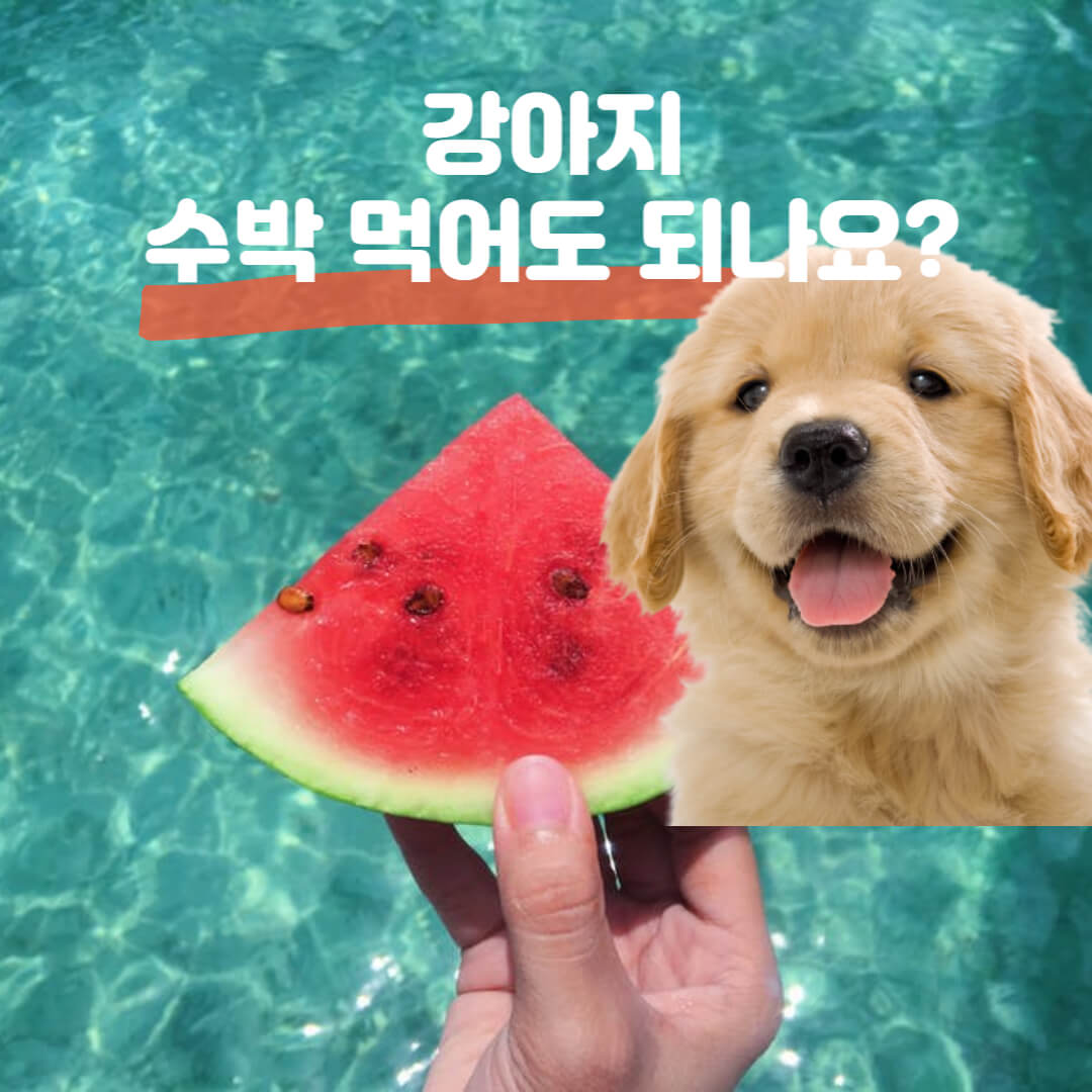  강아지가 수박 먹어도 되나요? 강아지에게 좋은과일 강아지과일