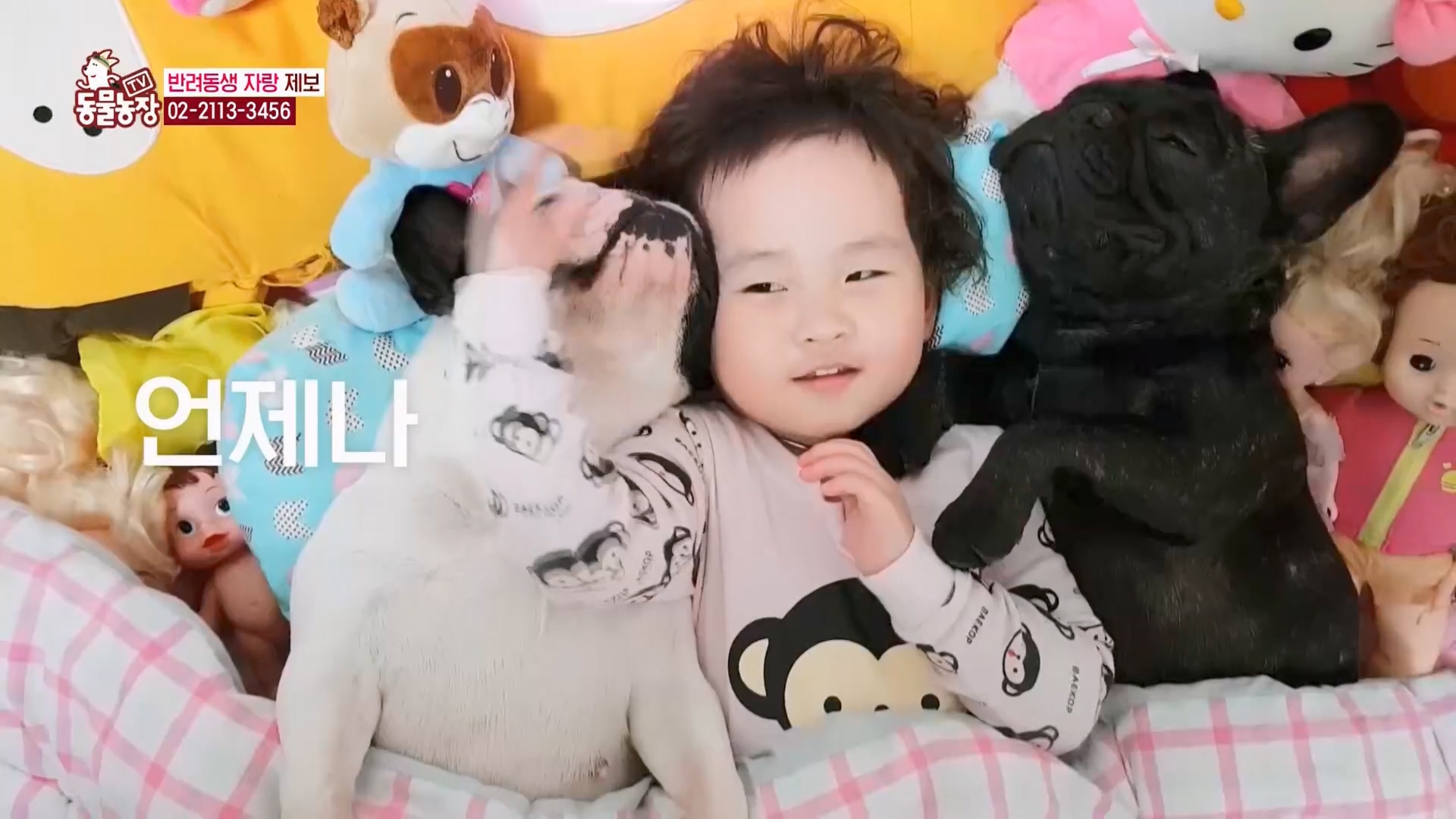 TV 동물농장.E1158.240211p.H264-F1RST.mp4_20240211_194106.491.jpg