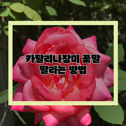  피로부터 시작되는 꽃, 카탈리나장미의 삶의 지혜