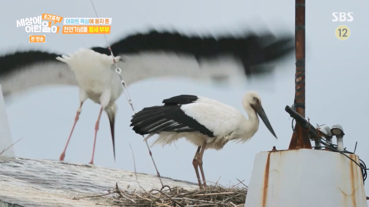 순간포착 세상에 이런일이.E1276.240505p-NEXT.mp4_20240505_151152.360.jpg