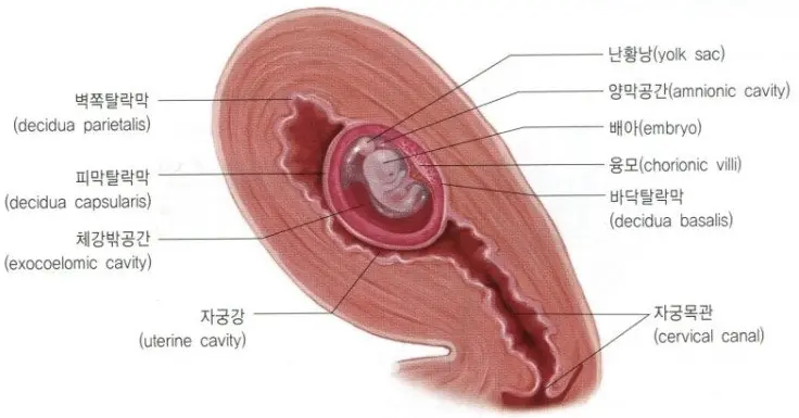 태아막