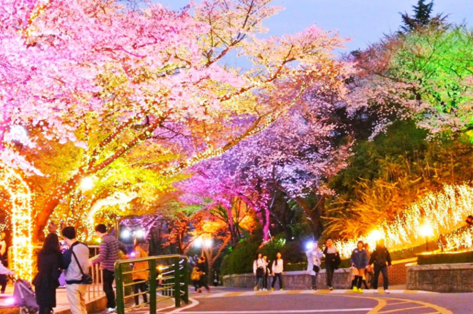 서울 벚꽃 축제 