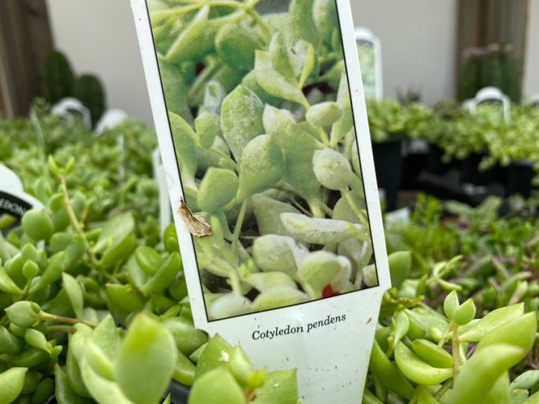 이름 가격도 같이 알아봐요. 예쁜 다육이 종류 15