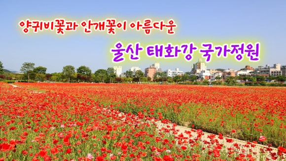 안개꽃정원 이미지