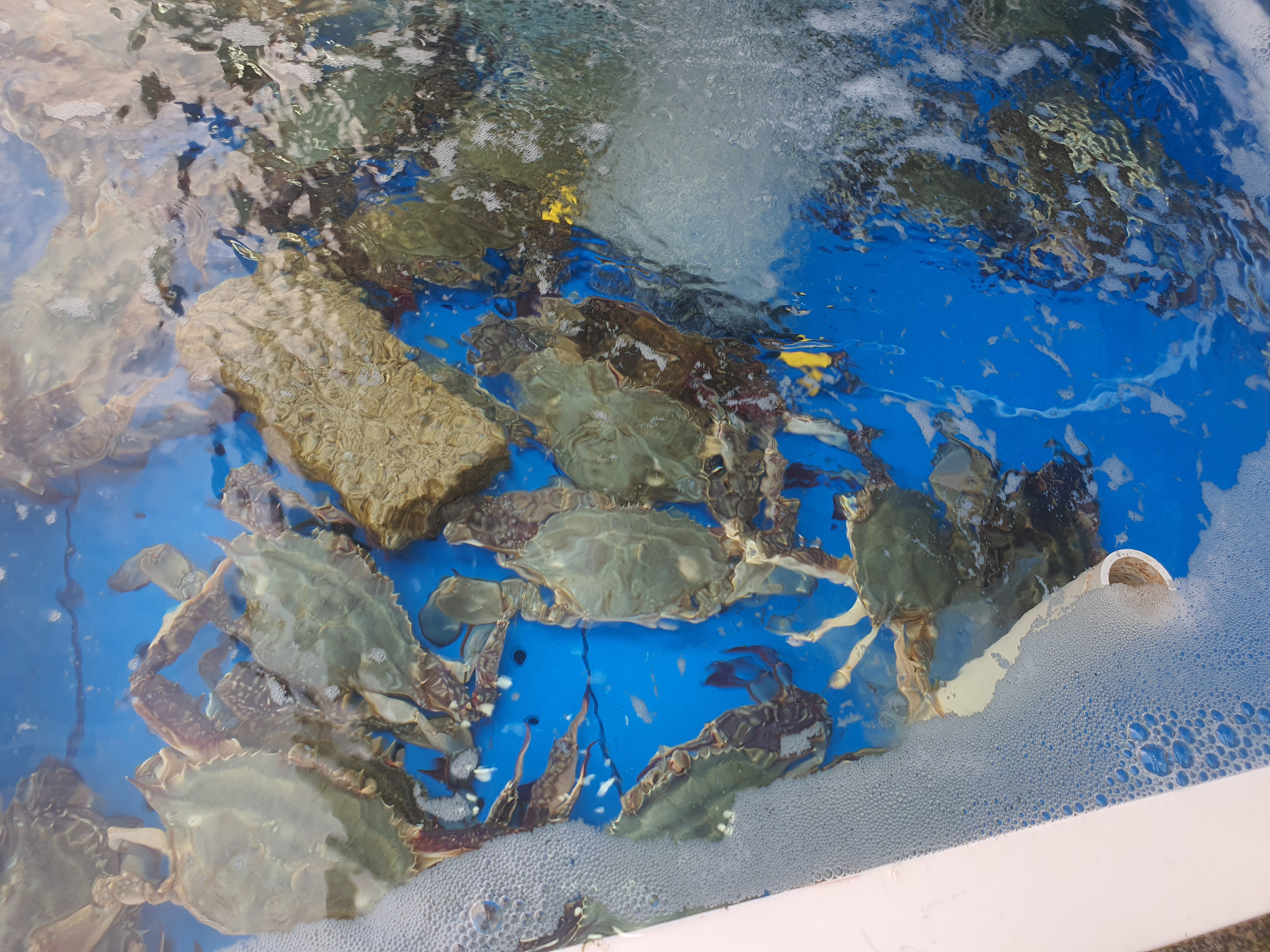 홍성 남당리 대하 축제 전어 맛집 세자매