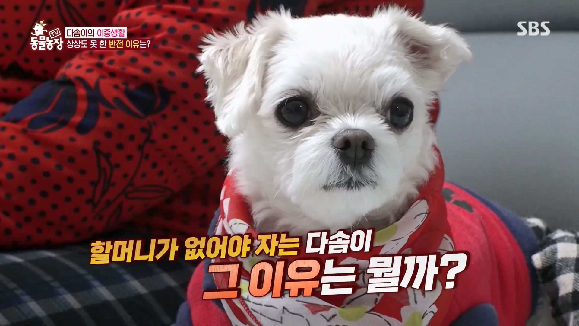 TV 동물농장.E1159.240218p.H264-F1RST.mp4_20240218_170002.391.jpg