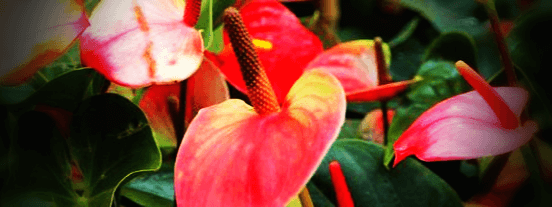 안스리움-꽃