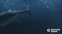 Tuna