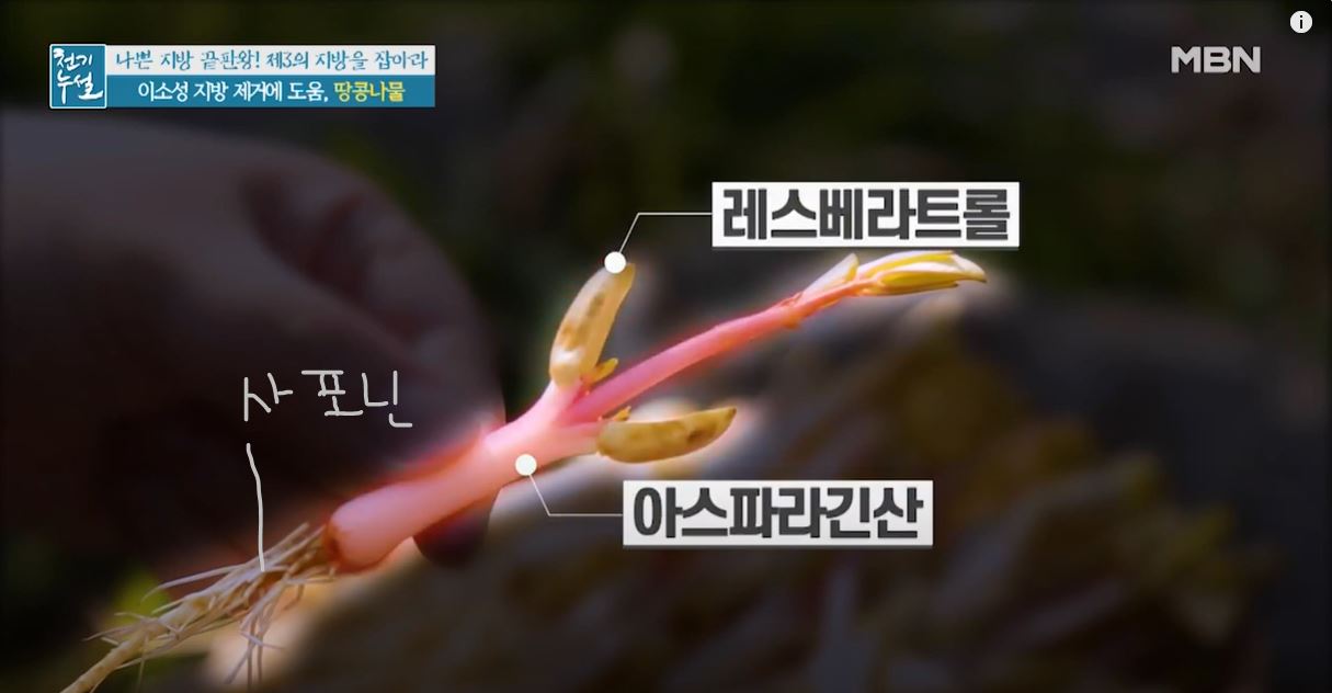 새싹땅콩