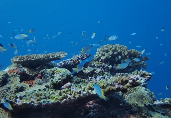 산호초와-어우러진-물고기와-산호촉수