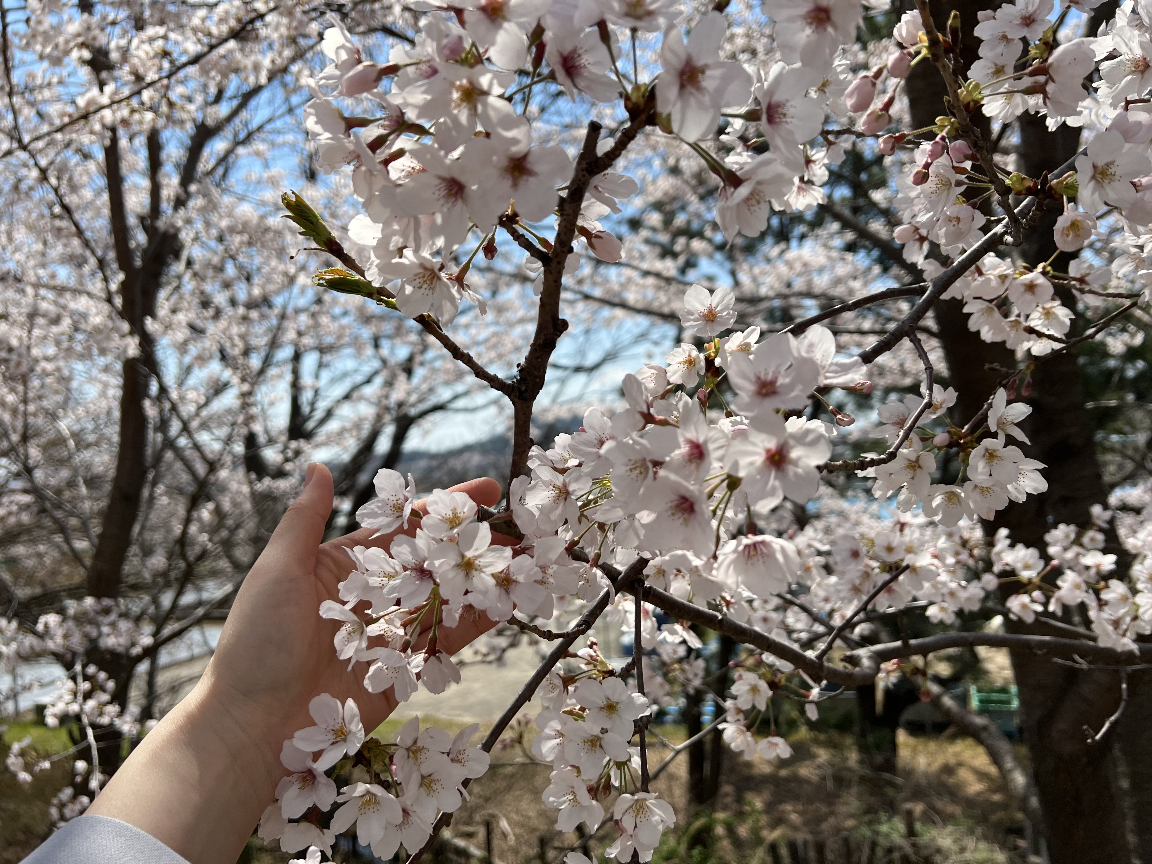 벚꽃