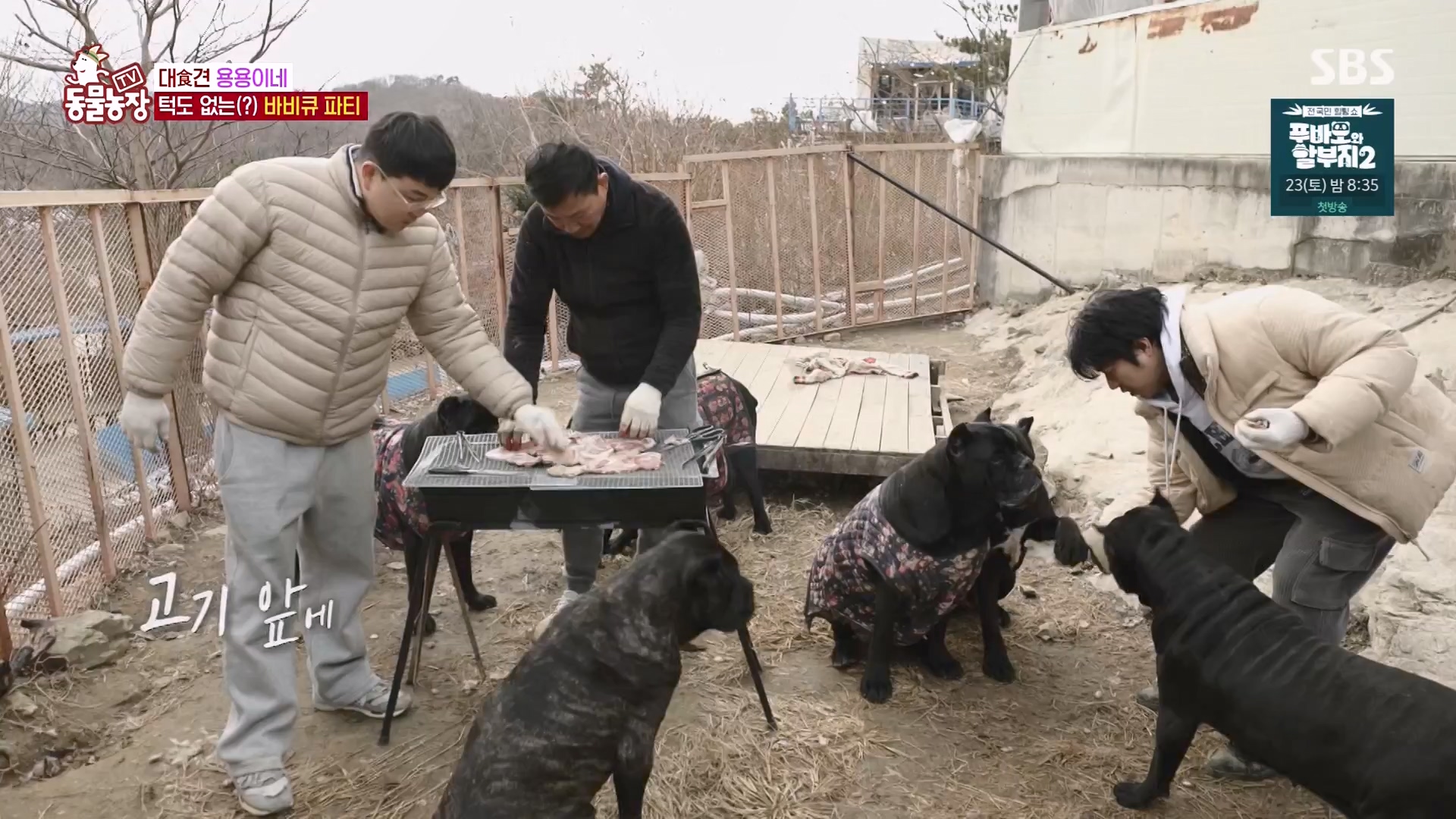 TV 동물농장.E1163.240317p-NEXT.mp4_20240317_171100.959.jpg