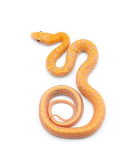 나오는 꿈은 어떤 꿈일까요? 뱀 꿈의 해몽, 뱀. 3