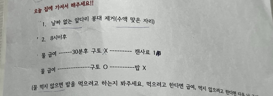 골든리트리버 가격 골든리트리버 십자인대 파열 수술 후기/가격 26