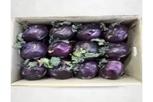 콜라비