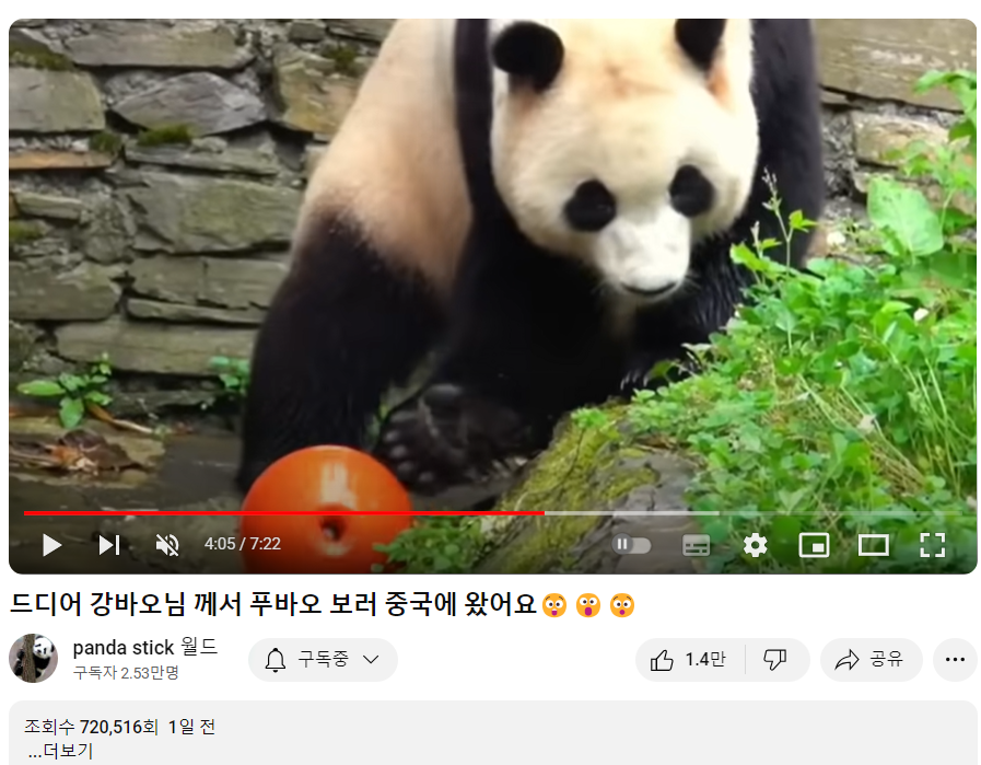 푸바오와 강할부지 만남?! 중국 간 강바오 사육사 동영상, 쌍둥바오 루이,후이 생일파티 인형, 굿즈
