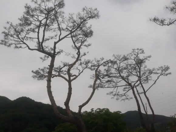 전원 주택 마쯔전지 시기 3