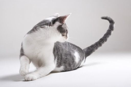 고양이 꼬리 언어, 고양이 꼬리 떨기, 고양이가 꼬리 부르르 하는 이유는? 고양이 꼬리 언어, 고양이 꼬리 떨기, 고양이가 꼬리 부르르 하는 이유는?