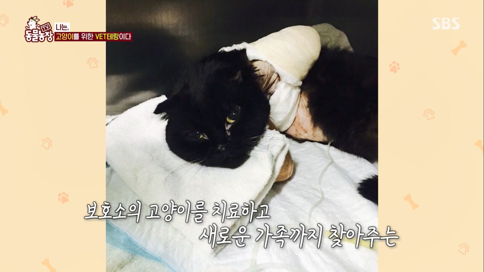 TV 동물농장.E1127.230702p.H264-F1RST.mp4_20230704_212717.789.jpg