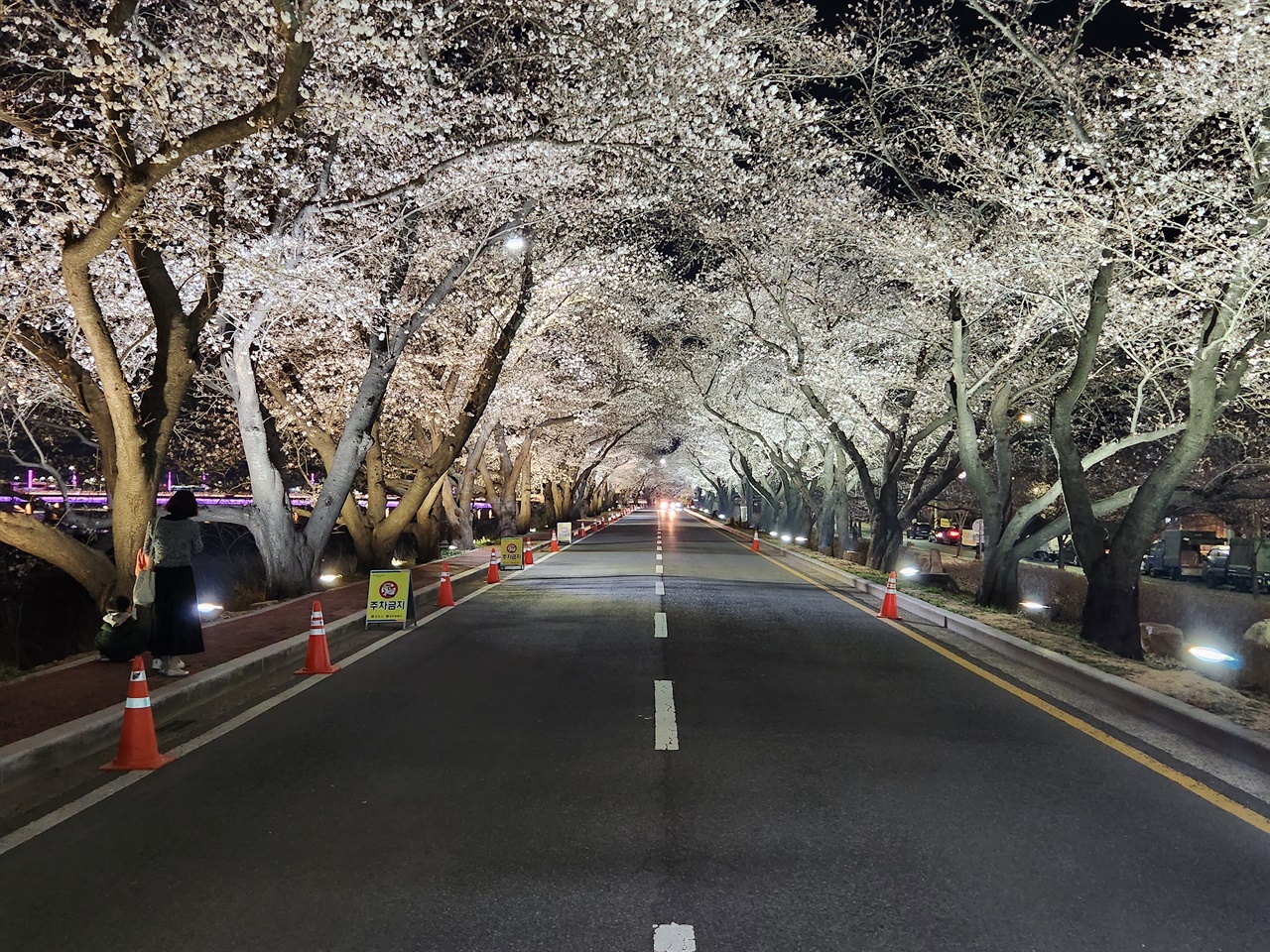 벚꽃축제