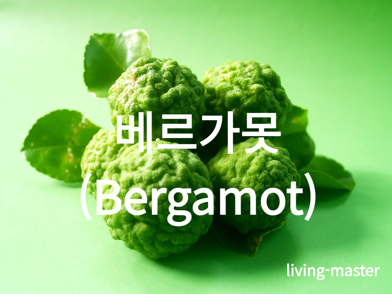 베르가못(Bergamot)