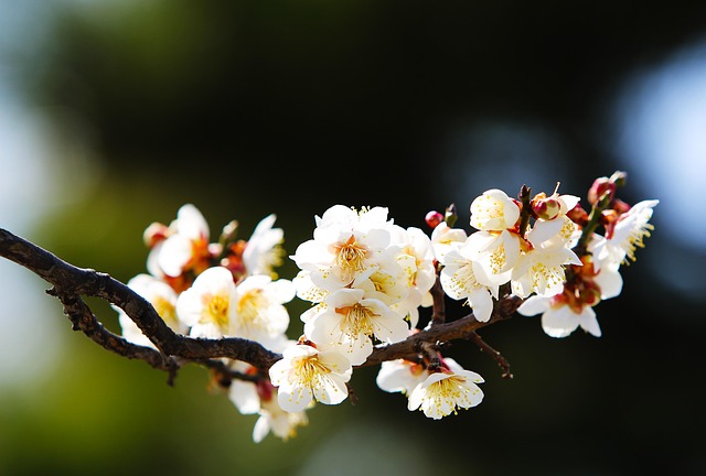 서순라길