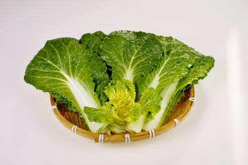 봄동