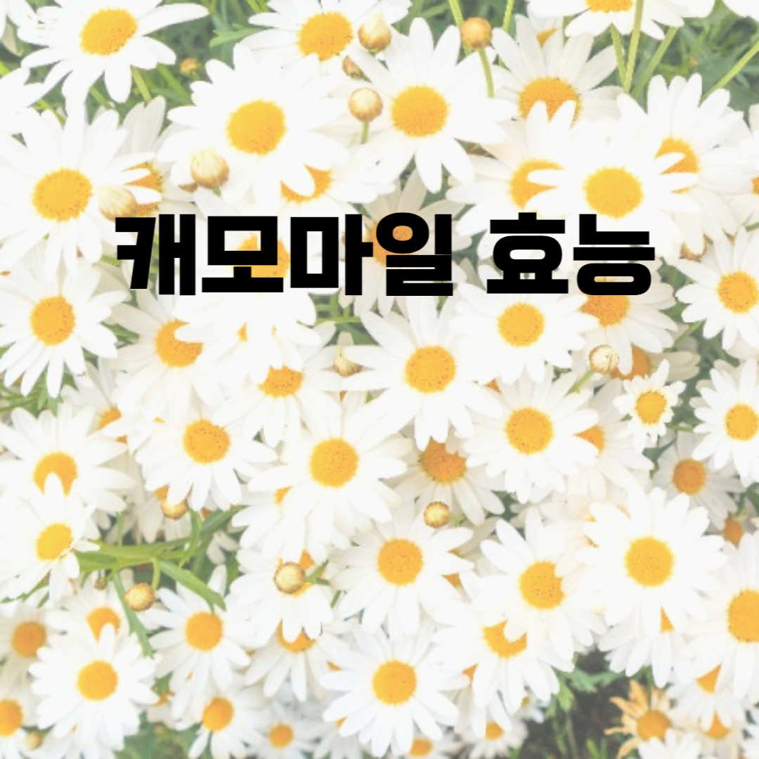 캐모마일효능썸네일