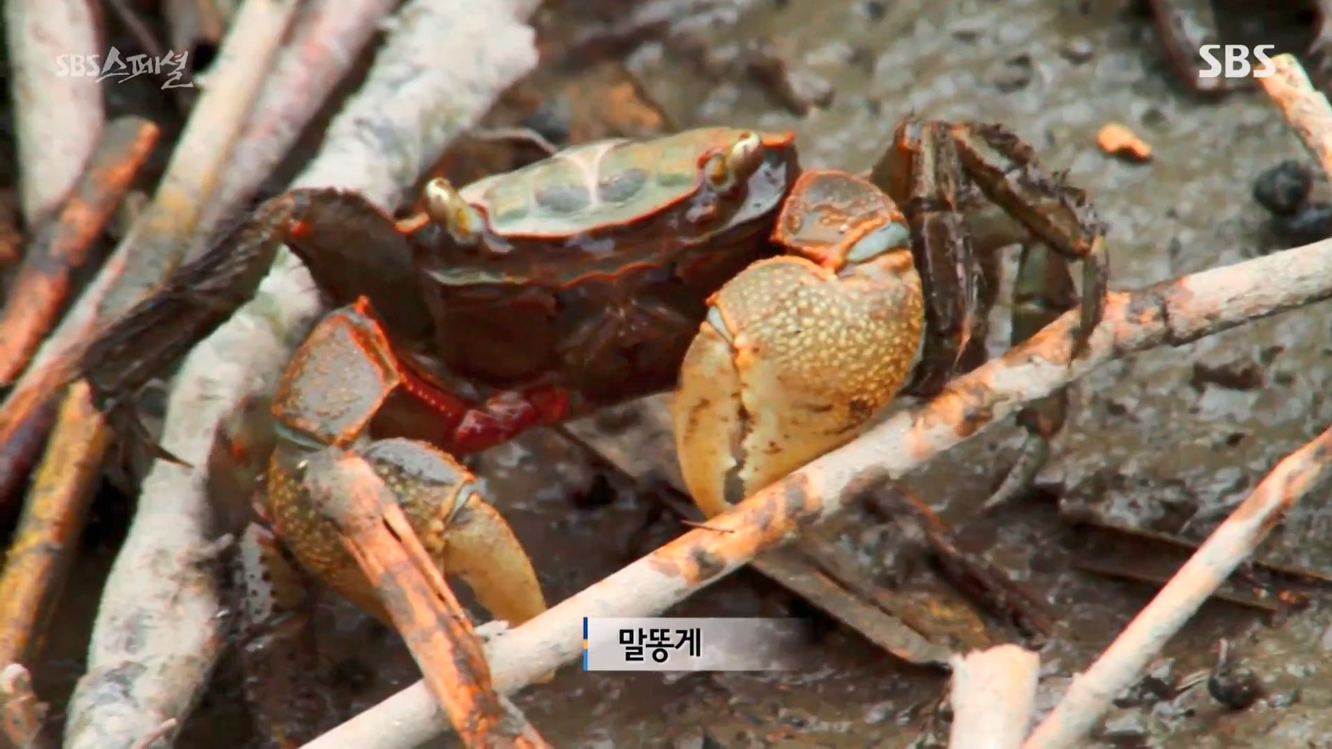 일요특선 다큐멘터리.E344.240310p-NEXT.mp4_20240310_154121.238.jpg