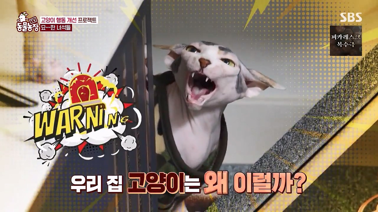 TV 동물농장.E1138.230918p-NEXT.mp4_20230917_172331.220.jpg