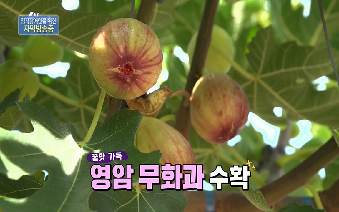 6시 내고향.E7602.220824p.H264-F1RST.mp4_20220825_164335.927.jpg