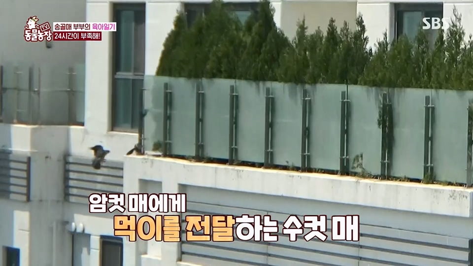 TV 동물농장.E1125.230618p.H264-F1RST.mp4_20230618_192117.135.jpg