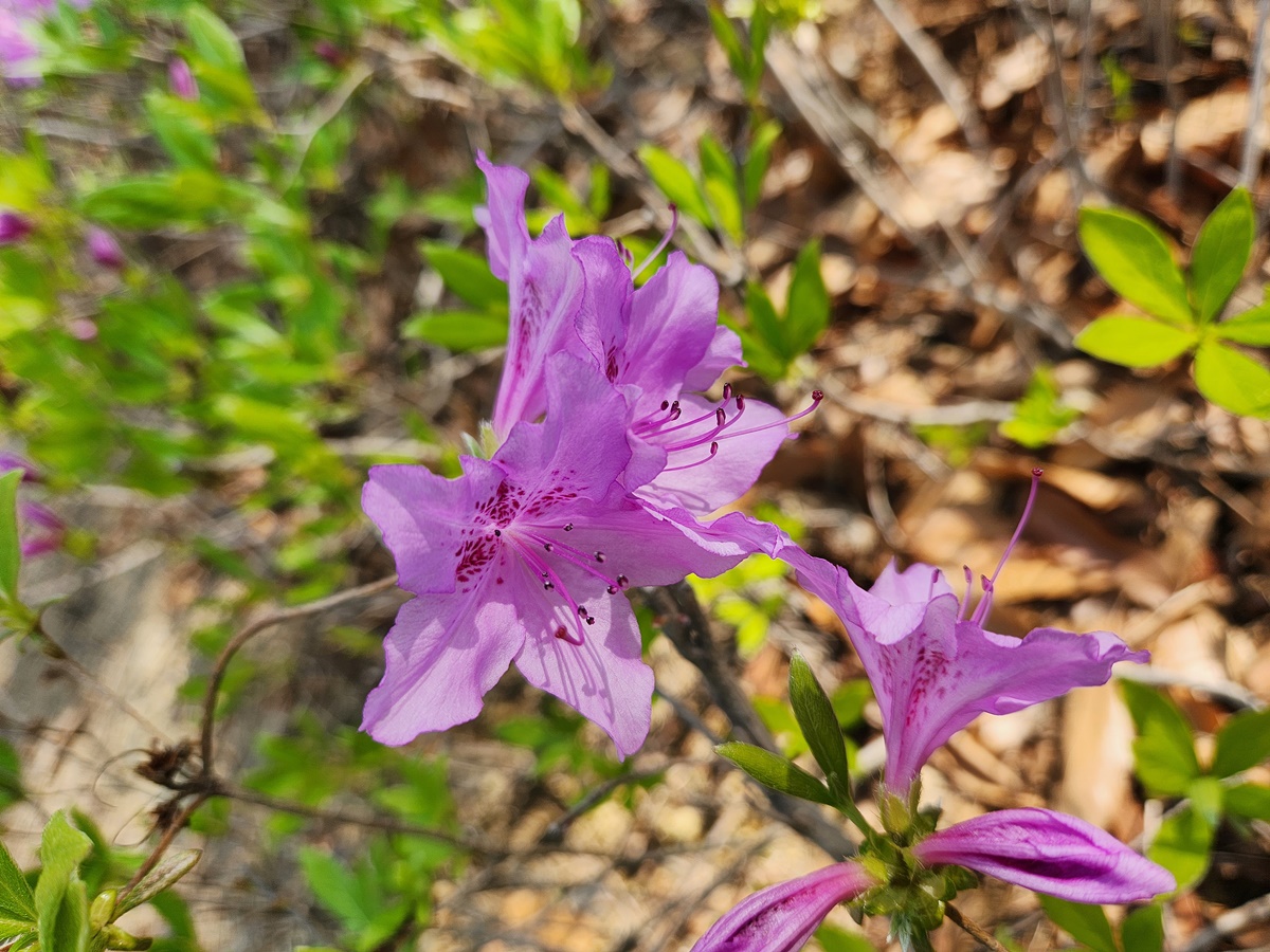 산철쭉