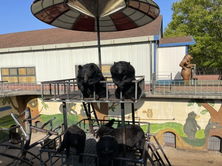 세종 가볼만한곳세종 가볼만한곳베어트리파크 9