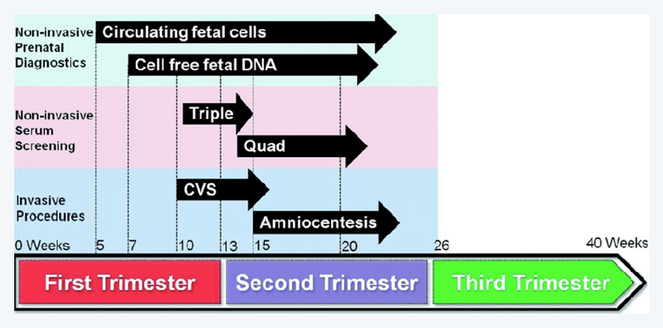 태아 DNA 검출 시기