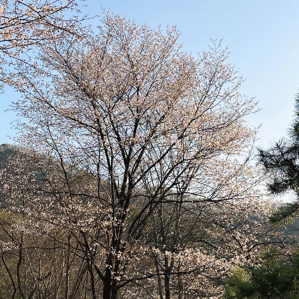 꽃이 필랑말랑