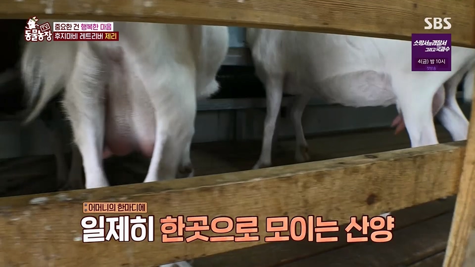 TV 동물농장.E1129.230716p.H264-F1RST.mp4_20230716_183621.174.jpg