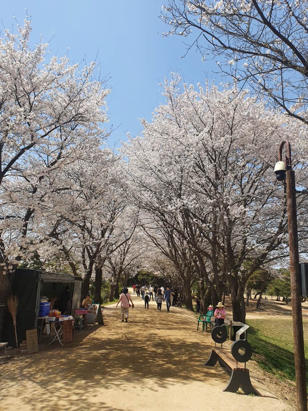하회마을 벚꽃 길 사진
