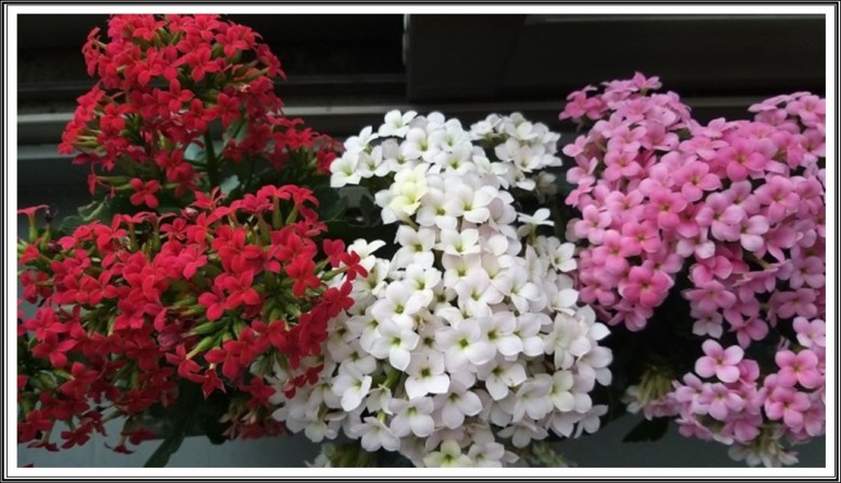 재난지원금주민센터 정부에서 신청 1