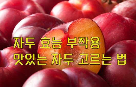 자두의 효능 부작용, 맛있는 자두 고르는 법 - 11시 11분 연구소