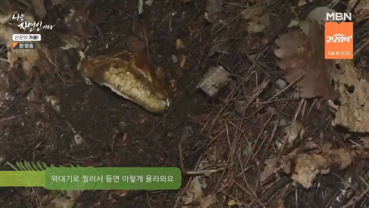나는 자연인이다.E574.231005p-NEXT.mp4_20231005_200544.633.jpg