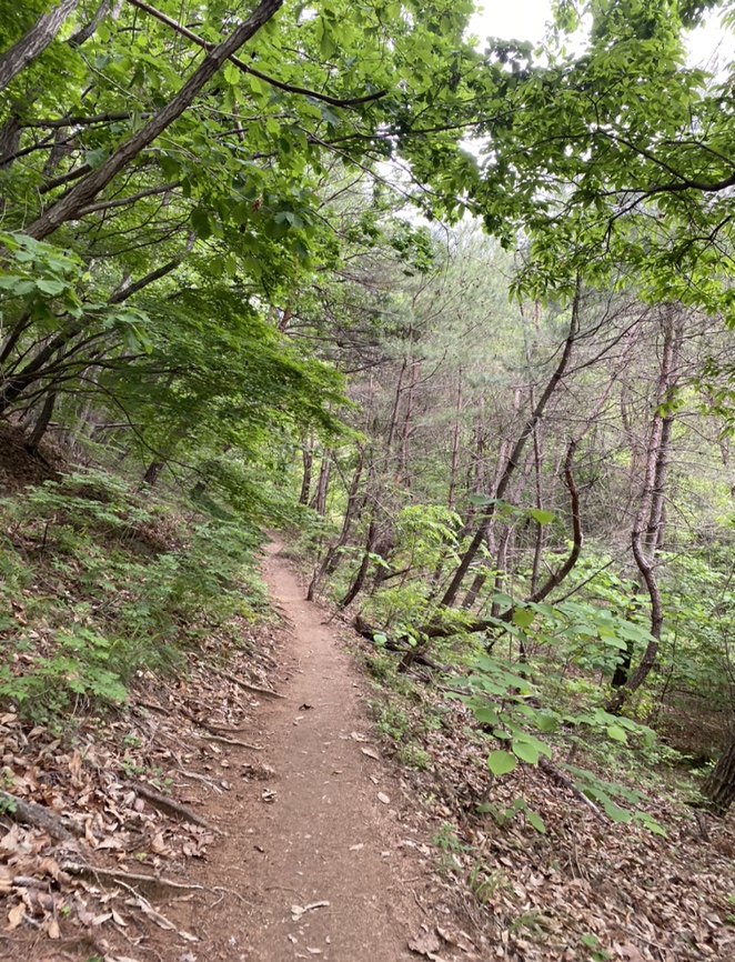 여름산으로 추천하는 괴산 칠보산(778m) 숲속을 거니는 듯 시원해 2