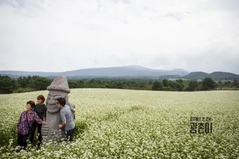 2025 제주도 웨이뷰 메밀꽃밭 축제에서 웨이뷰로 사랑하는 사람들과 행복한 시간 보내기_30