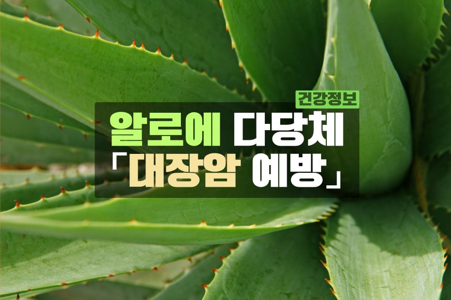 알로에 다당체 - 대장암 예방 효과