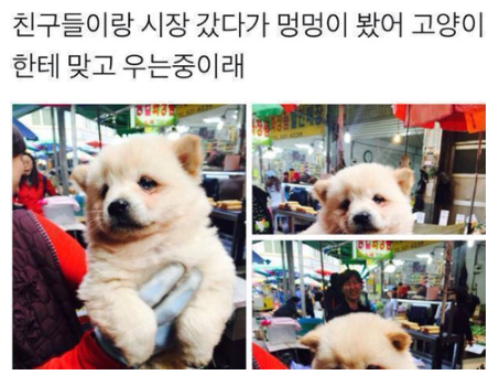  고양이한테 맞고 우는 멍뭉이.jpg