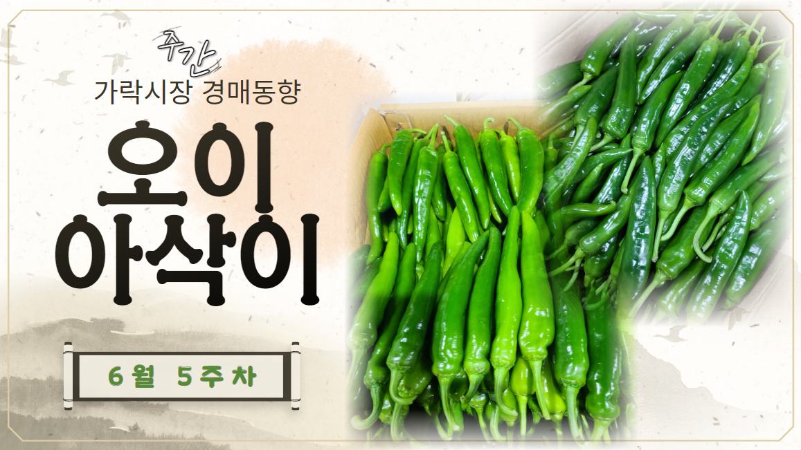  [경매사 주간보고] 2024년 6월 마지막주 가락시장 "오이아삭이" 주간 경매동향을 살펴보겠습니다!