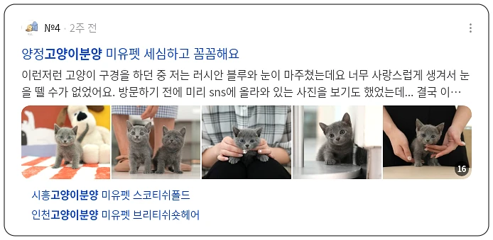 고양이 분양_3_subsection