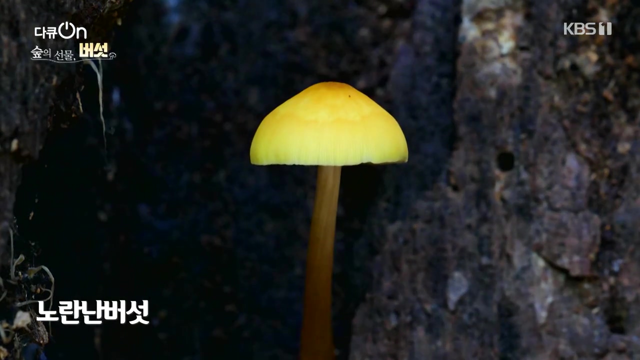 다큐 온.E227.231120p-NEXT.mp4_20231121_201837.993.jpg